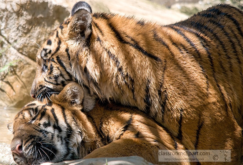 sumatran-tiger-playfully-biting-another-tiger.jpg