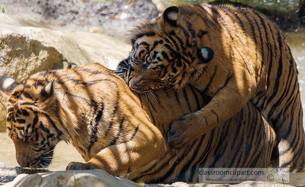 sumatran-tiger-playfully-biting-the-back-of-another-tiger.jpg