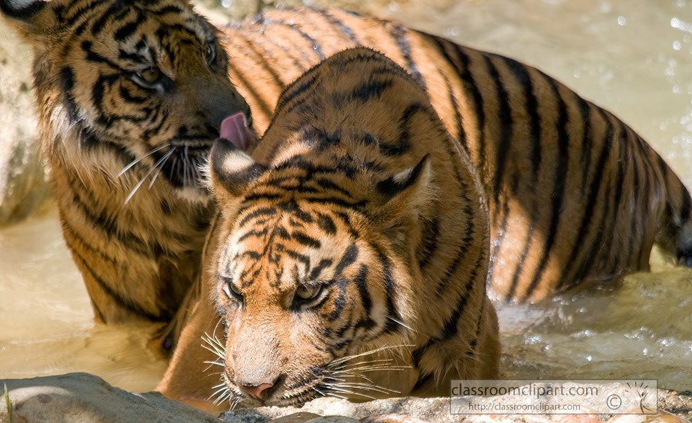 sumatran-tiger-standing-in-water.jpg