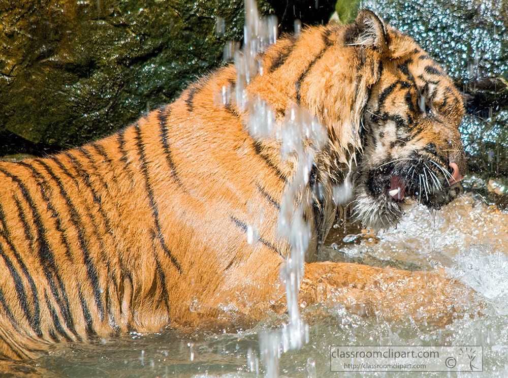 sumatran-tiger-walks-under-water-fall.jpg