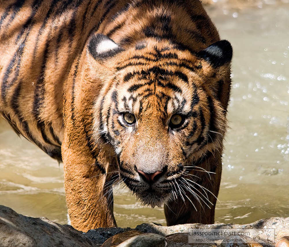sumatran-tigers-are-the-smallest-subspecies-of-tigers.jpg