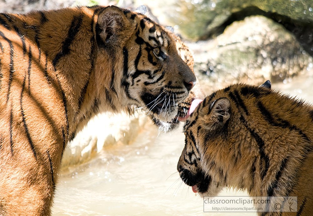 sumatran-tigers-looking-at-each-other.jpg