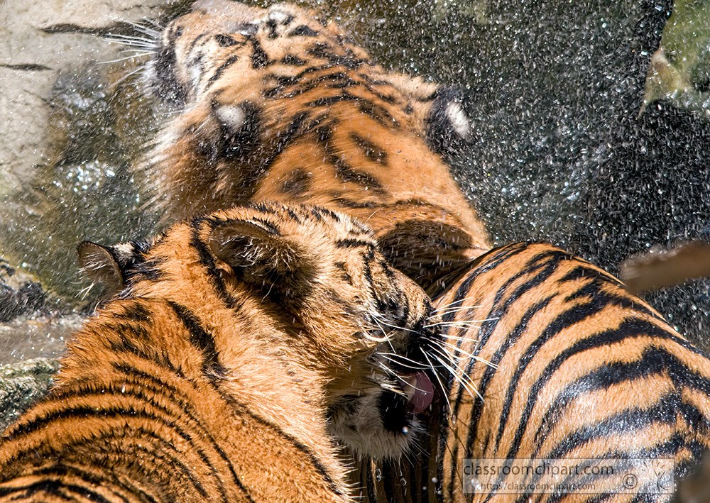 sumatran-tigers-playing-under-waterfall.jpg