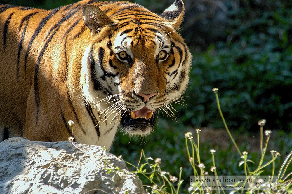 tiger-face-shows-eyes-toungue-mouth-open-closeup.jpg