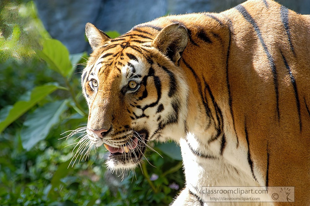 tiger-face-with-distinctive-vertical-black-stripe.jpg