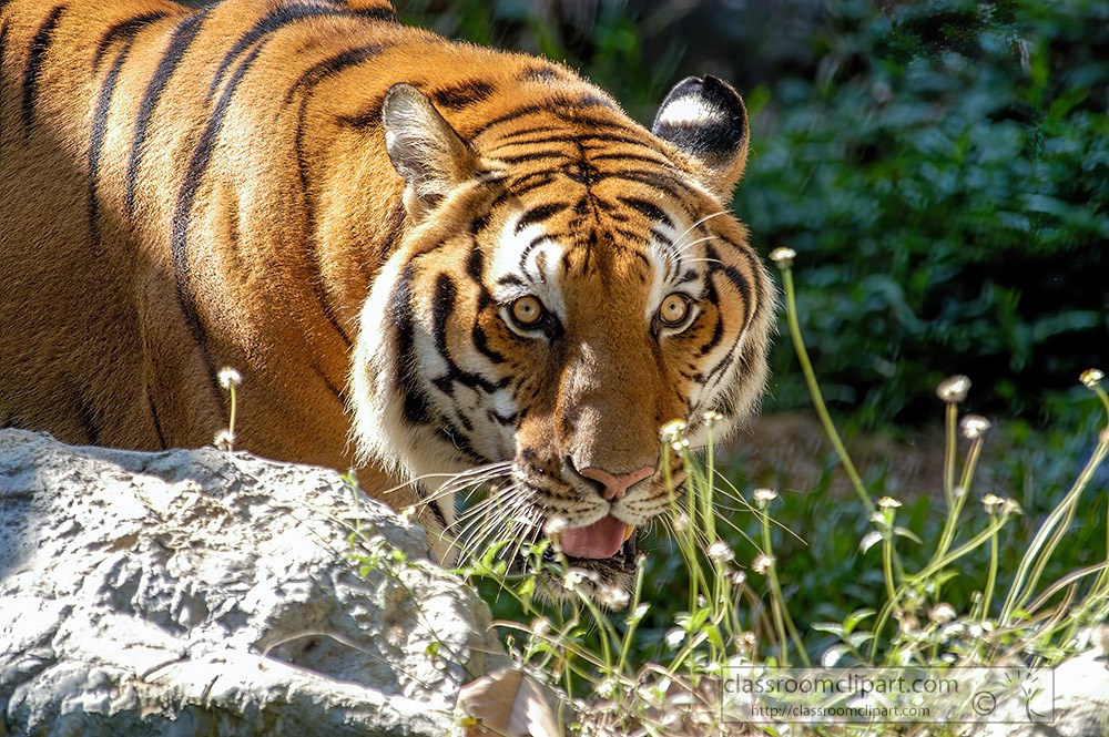 tiger-gazing-hides-behind-rock.jpg