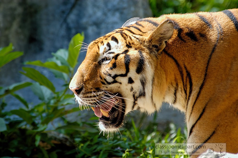 tiger-is-the-largest-living-cat-species.jpg