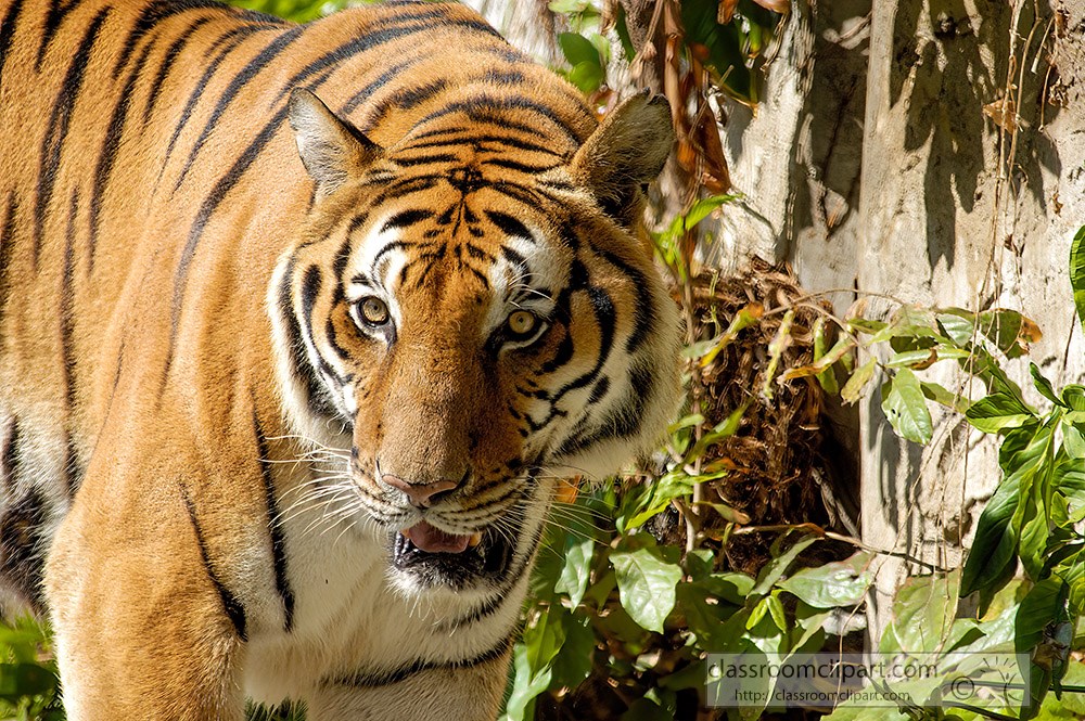 tiger-walking-in-plants-is-listed-as-endangered.jpg