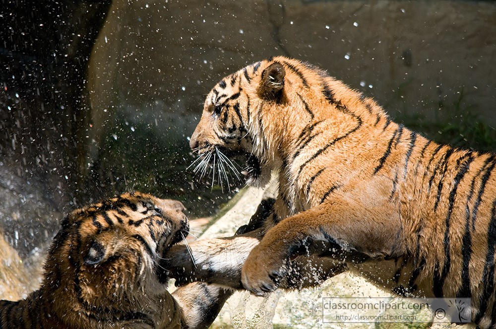 two-siberian-tigers-playing-in-water.jpg