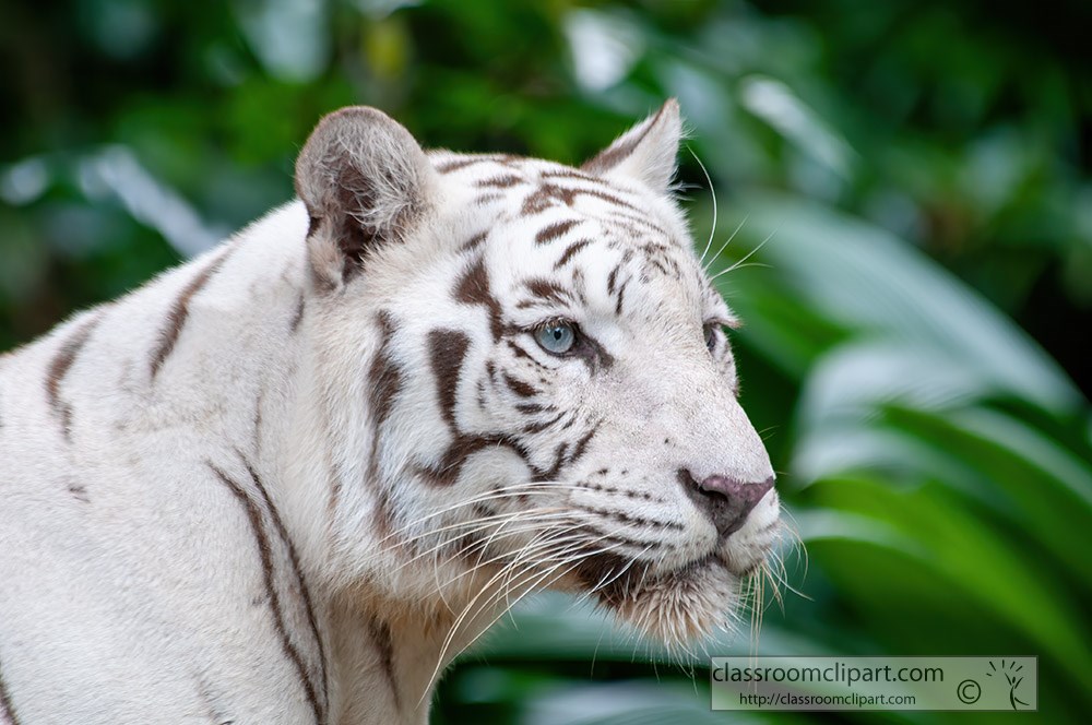 white-tiger-closeup-face.jpg