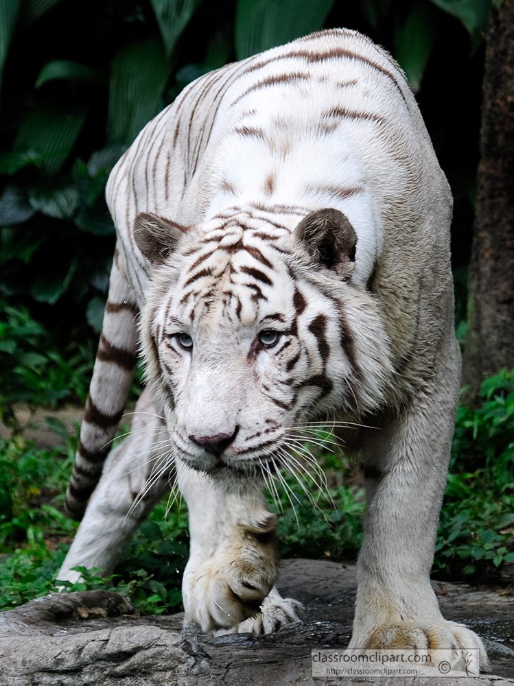 white-tiger-front-view.jpg