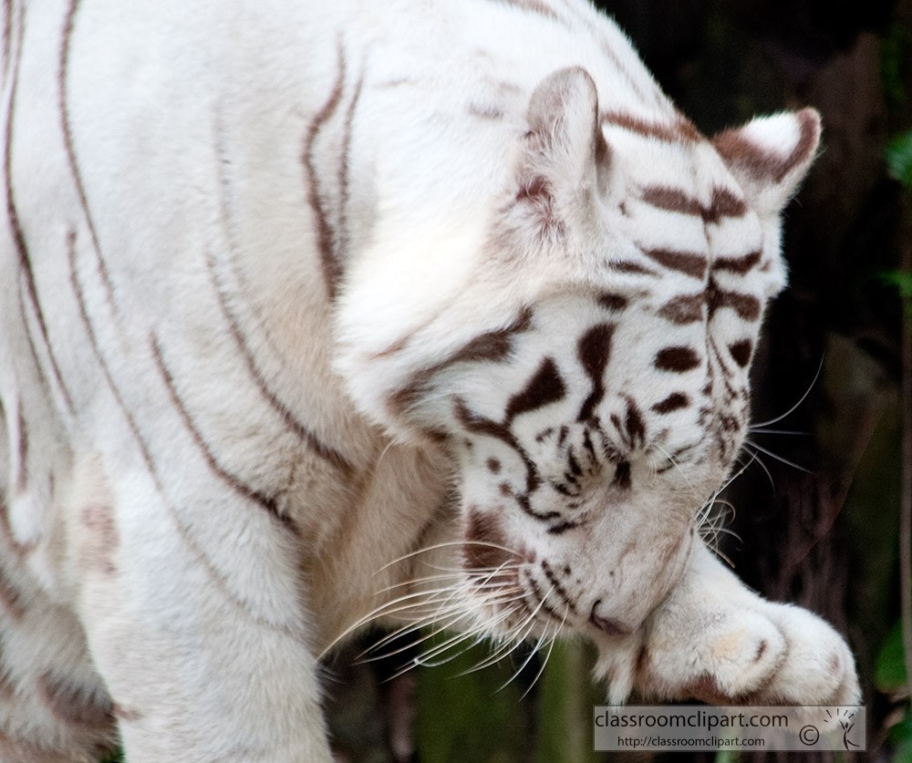 white-tiger-licking-front-paw.jpg