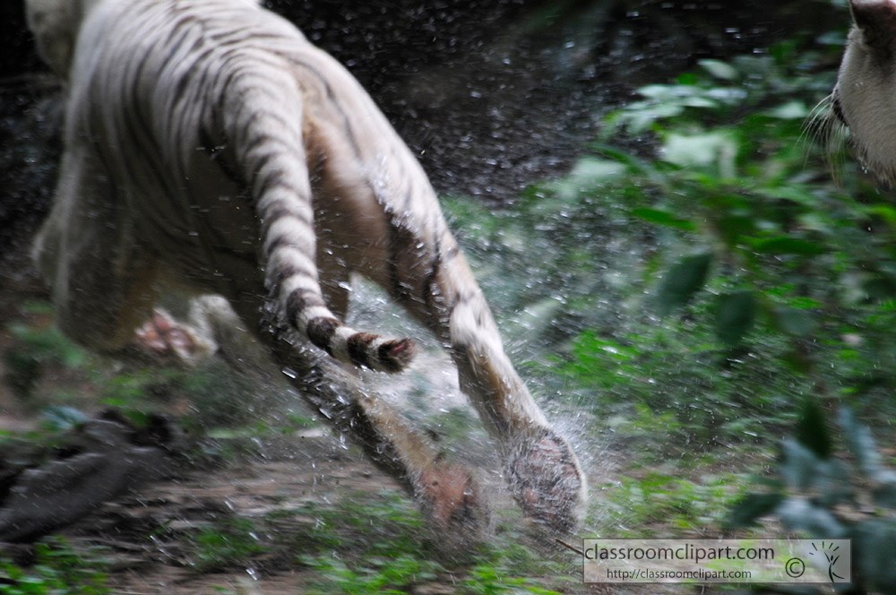 white-tiger-running-in-water.jpg