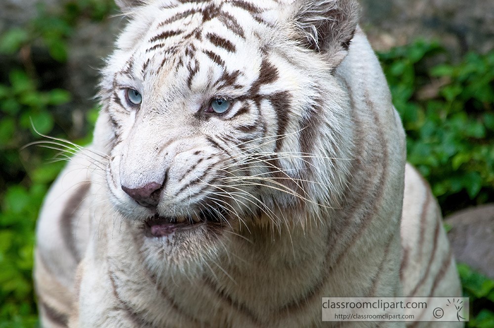 white-tiger-shows-dark-brown-stripes.jpg