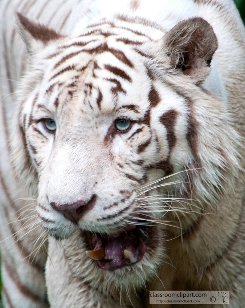 white-tiger-shows-teeth.jpg