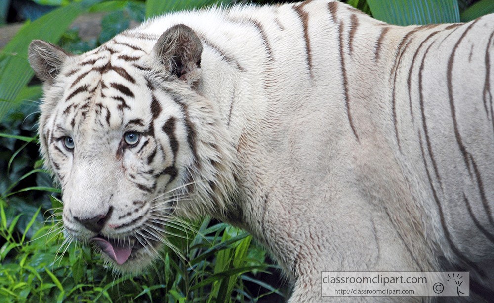 white-tiger-side-view-closeup.jpg