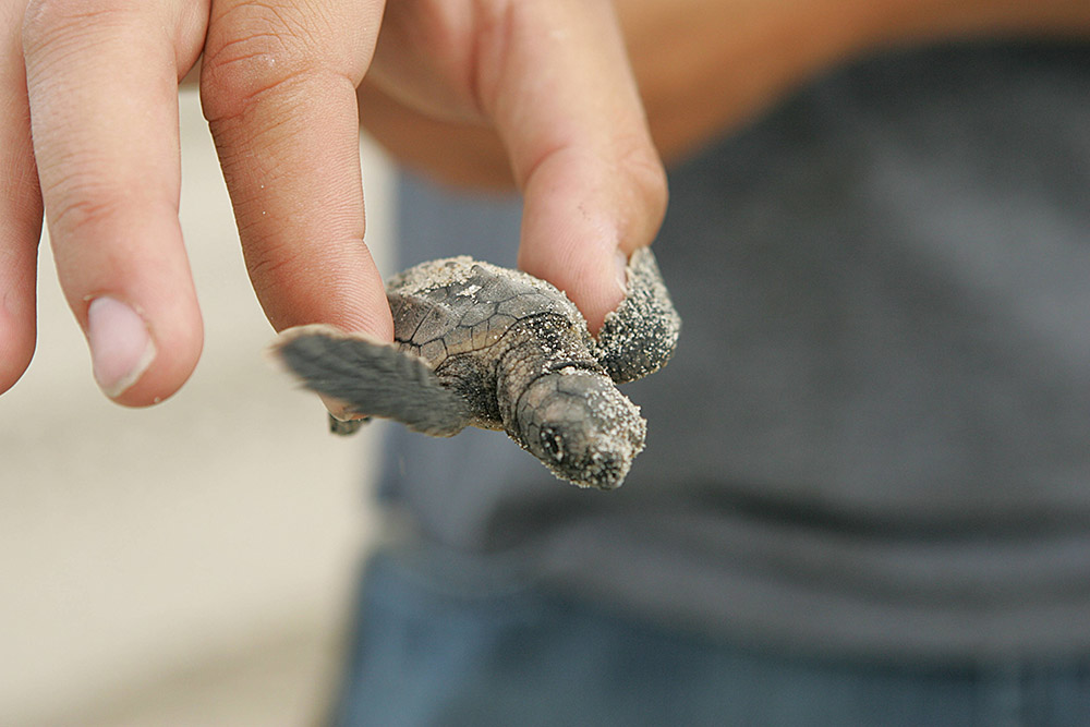 baby-loggerhead-turtle.jpg
