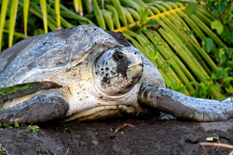 female-sea-turtle-laying-eggs-costa-rica-246.jpg