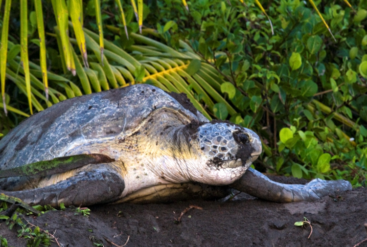 female-sea-turtle-laying-eggs-costa-rica-251.jpg