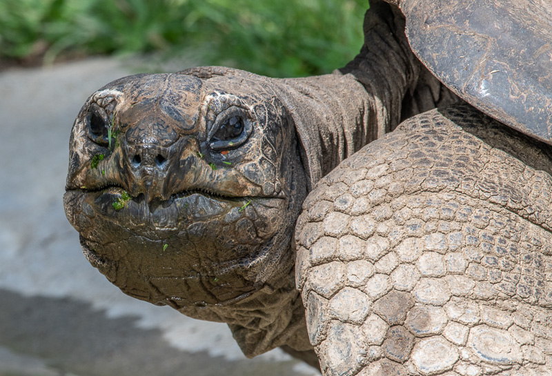 geochelone-gigantea-aldabra-tortoise-photo-5031.jpg