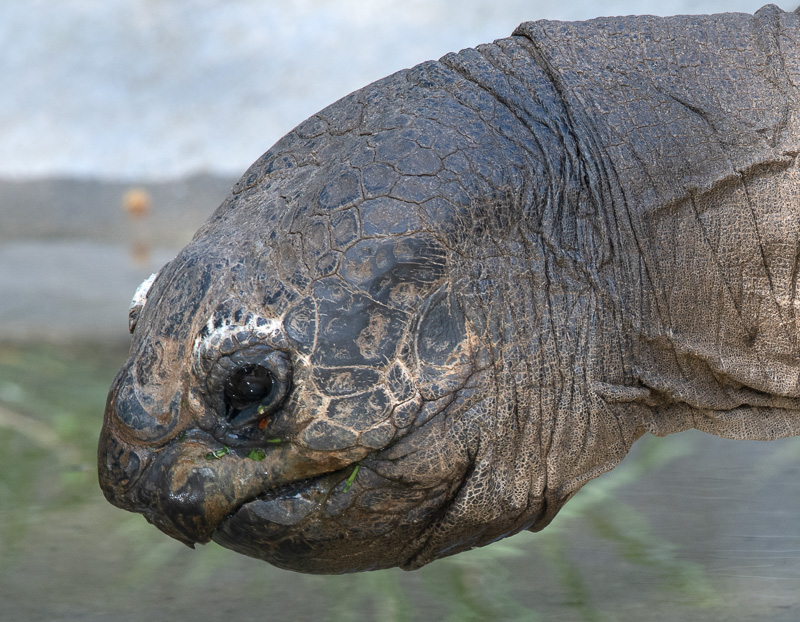 geochelone-gigantea-aldabra-tortoise-photo-5039.jpg