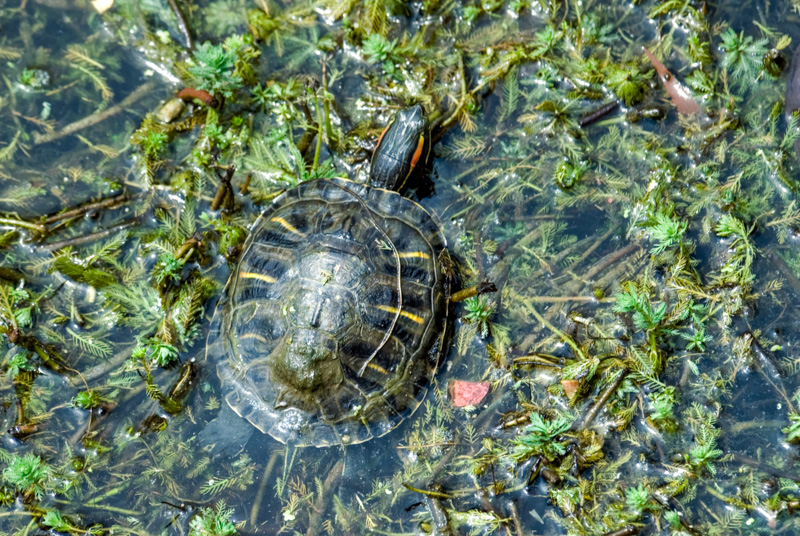 green-turtle-in-marsh-photo-156.jpg