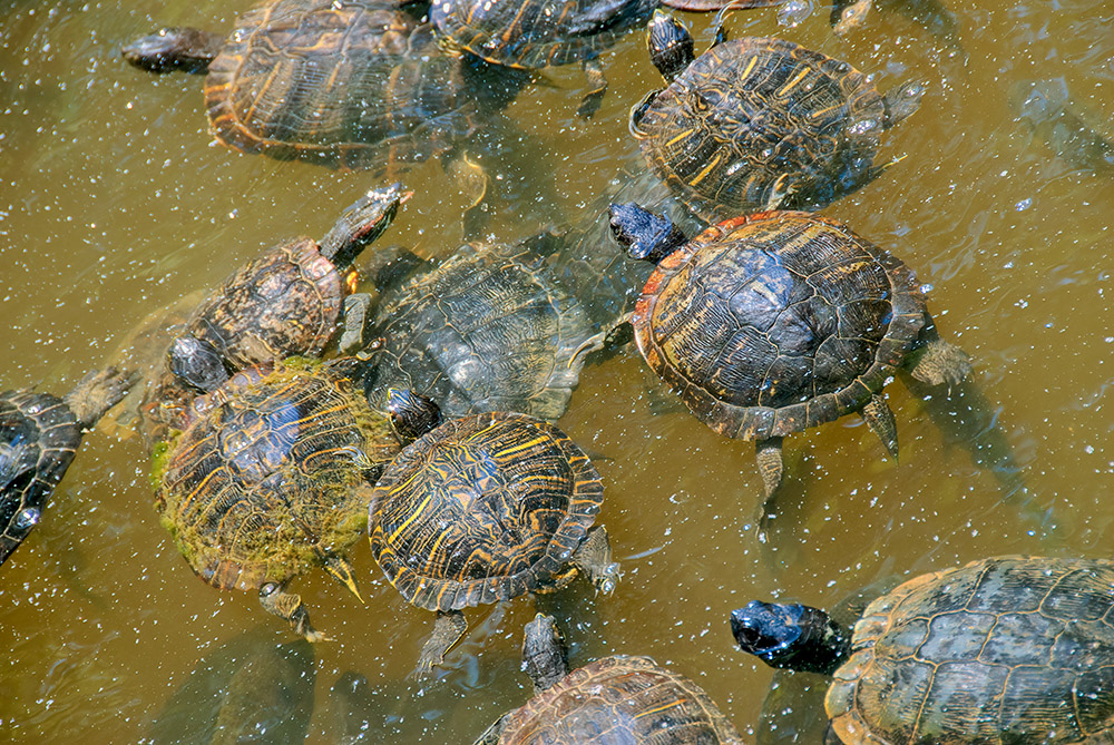 group-of-water-turtles-in-a-large-pond-0317.jpg