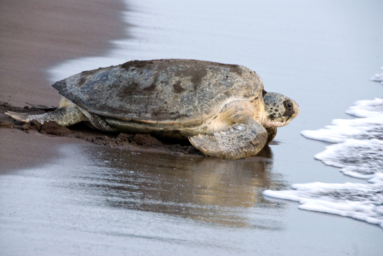 sea-turtle-returning-to-ocean-200.jpg