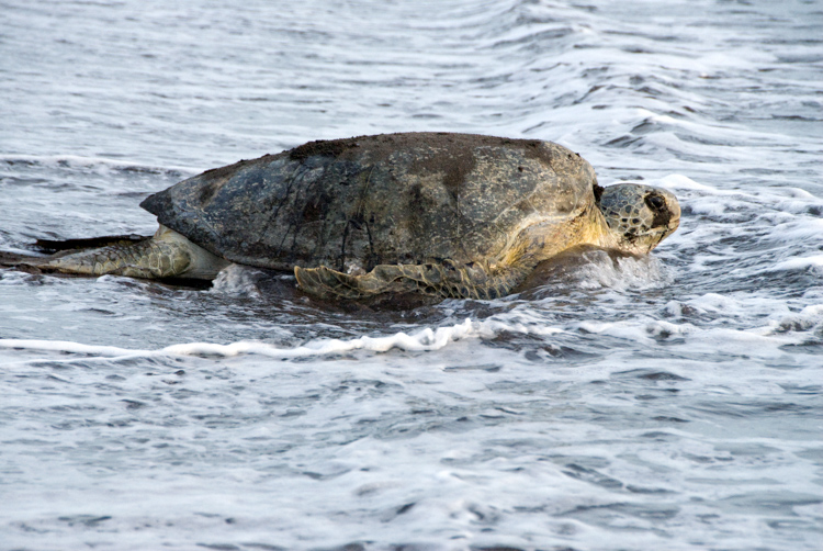 sea-turtle-returning-to-ocean-205.jpg