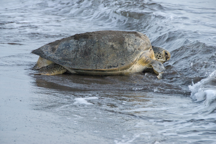 sea-turtle-returning-to-ocean-212.jpg