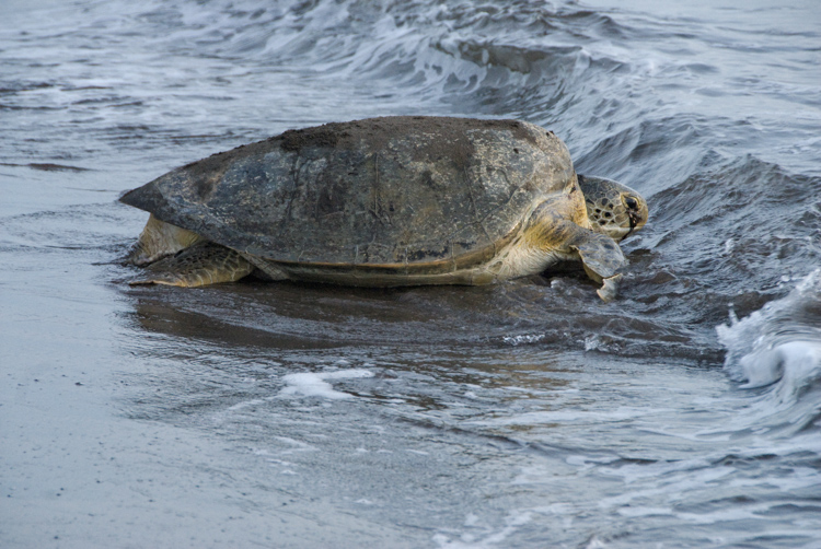 sea-turtle-returning-to-ocean-212b.jpg