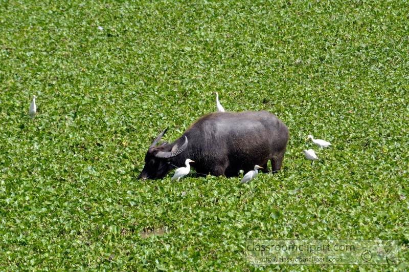 water-buffalo-cambodia_33.jpg