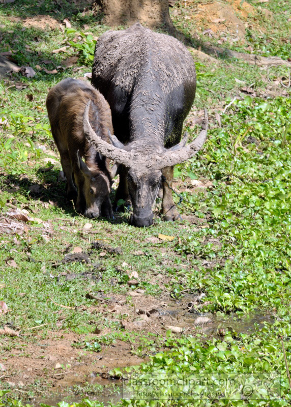 water-buffalo-cambodia_34.jpg