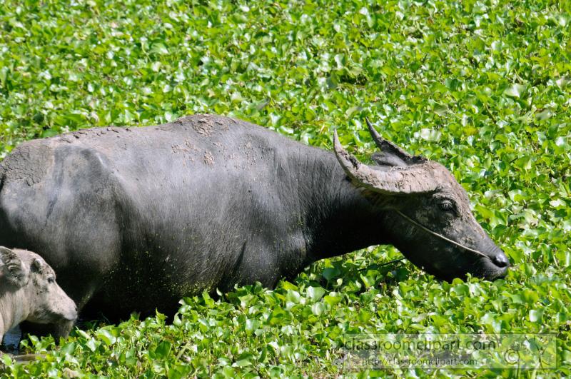 water-buffalo-cambodia_35.jpg