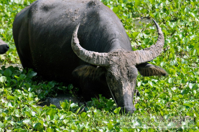 water-buffalo-cambodia_37.jpg