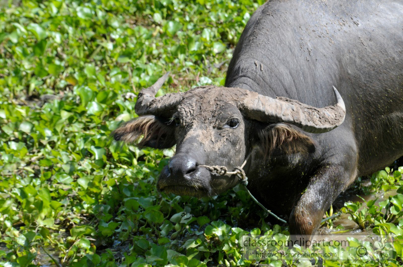water-buffalo-cambodia_38.jpg