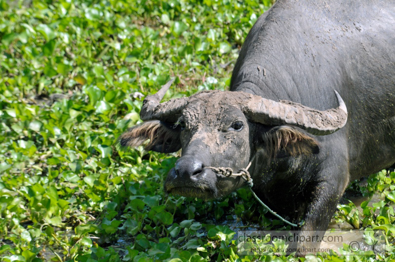 water-buffalo-cambodia_39.jpg