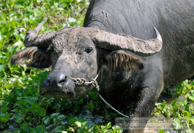 water-buffalo-cambodia_40.jpg