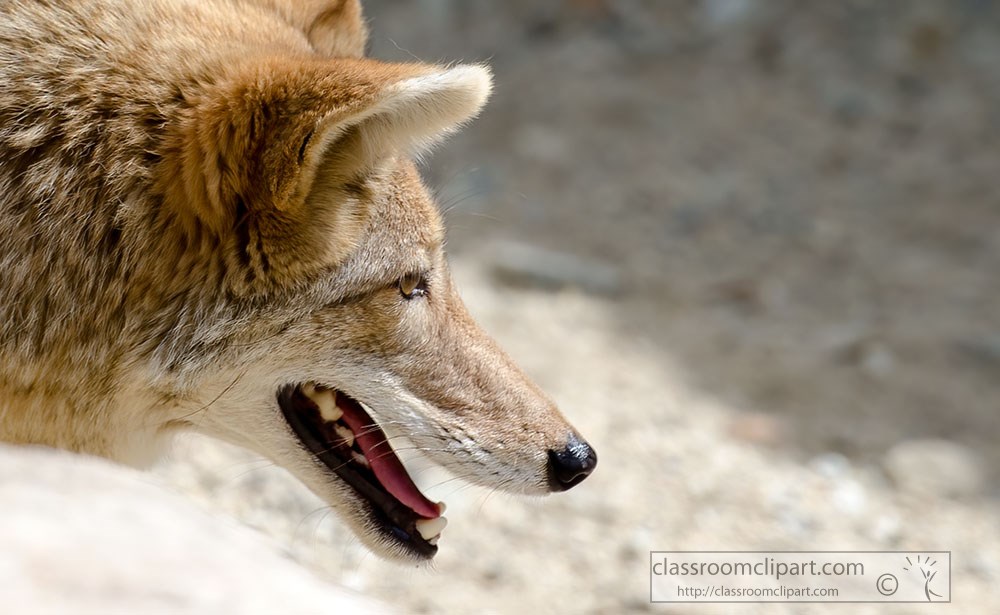 closeup-of-coyote-728.jpg