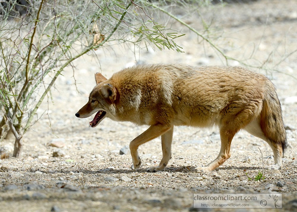 coyote-walking-near-brush.jpg