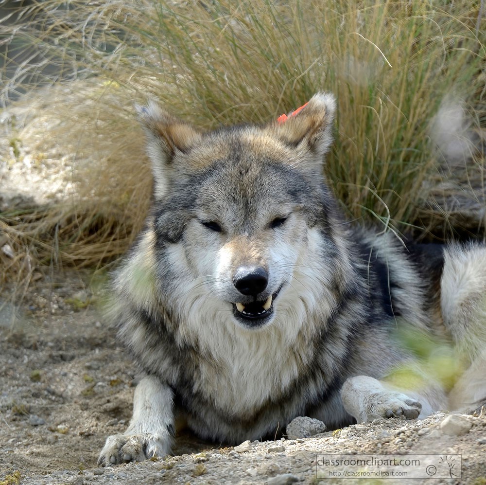 gray-wolf-mexican-wolf-growls.jpg