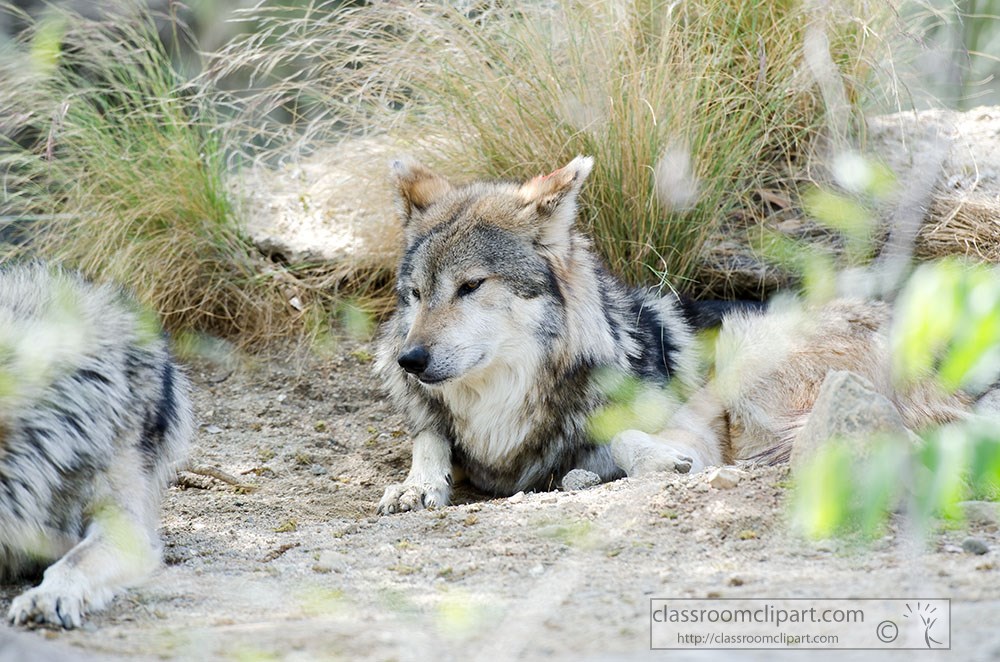 gray-wolf-mexican-wolf-in-brush.jpg