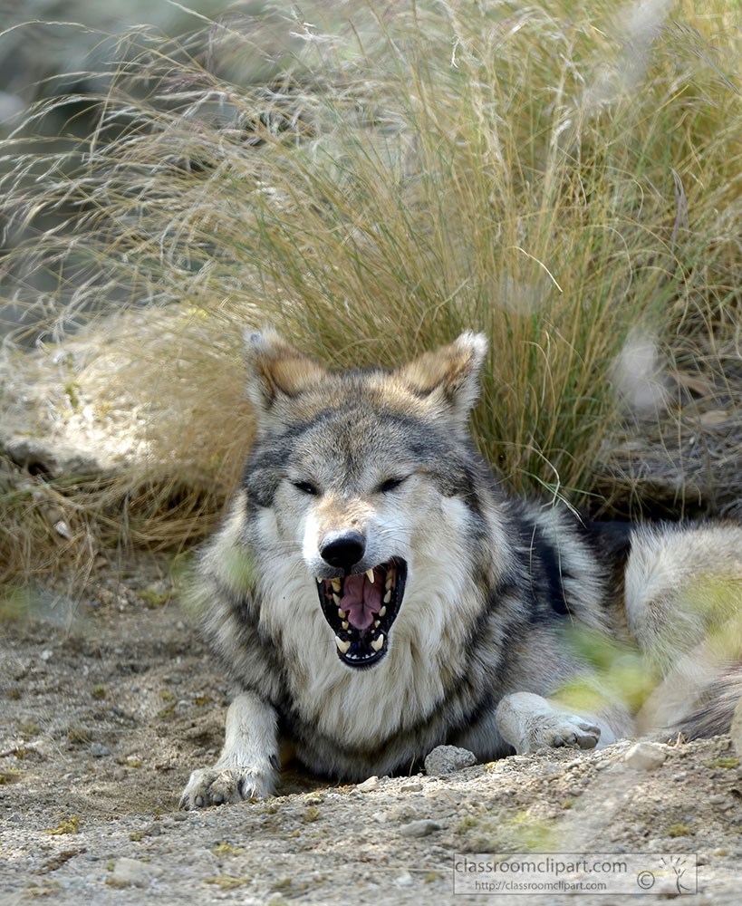gray-wolf-mexican-wolf-mouth-open.jpg