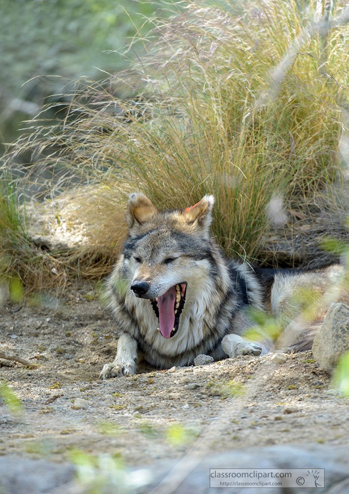 yawning-gray-wolf-mexican-wolf.jpg