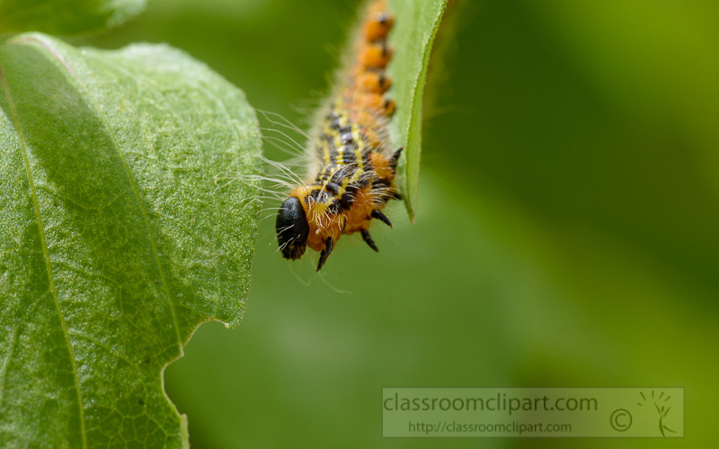 caterpillar-hanging-eating-plant-leaf-photo.jpg