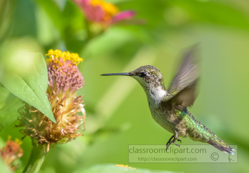 female-ruby-throated-hummingbird-7985.jpg