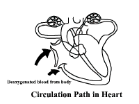 blood_circulation.gif