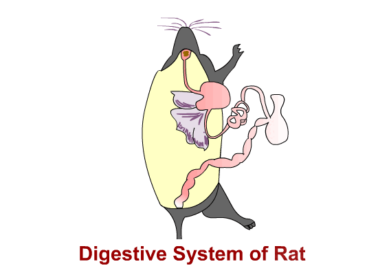 digestive_rat_417.gif