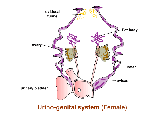 female_urine_sys_417.gif