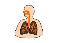 respiratory sys.gif